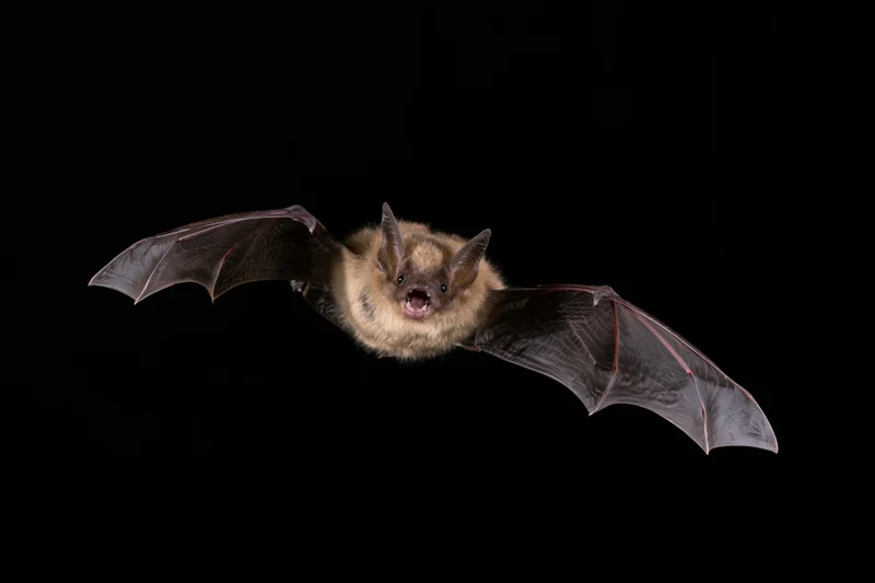 Small brown bat flying toward camera with wings spread on black background