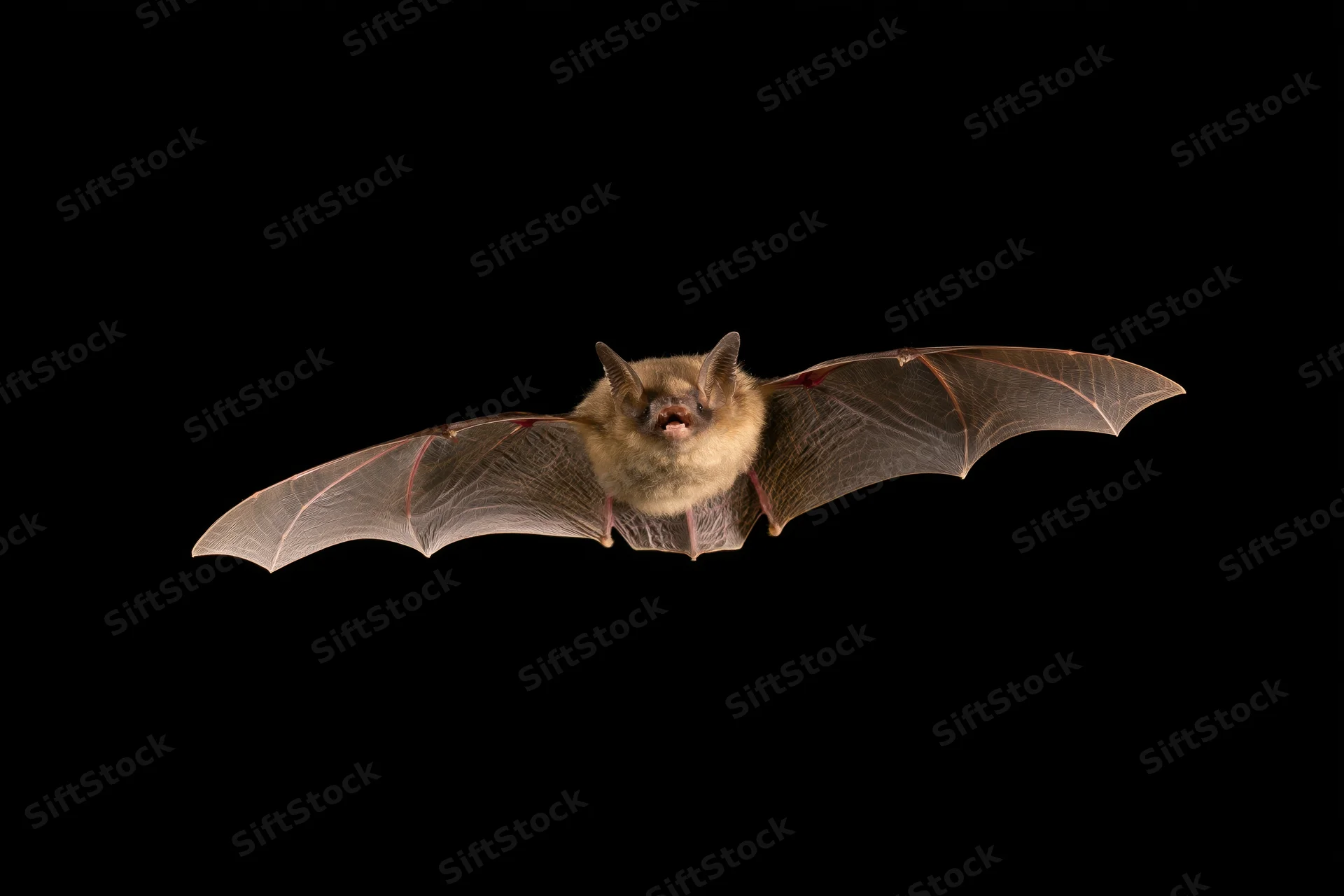 Bat flying directly toward camera with wings spread against black background