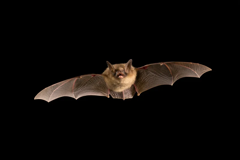 Bat flying directly toward camera with wings spread against black background