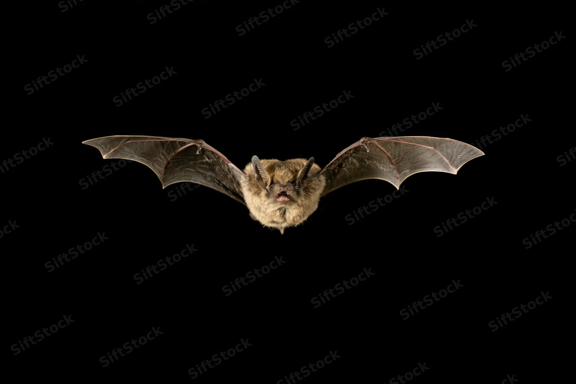 Bat flying directly toward camera with wings spread against black background