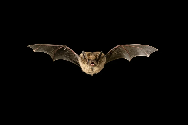 Bat flying directly toward camera with wings spread against black background