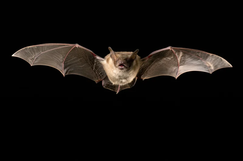 Bat flying directly toward camera with wings spread against black background
