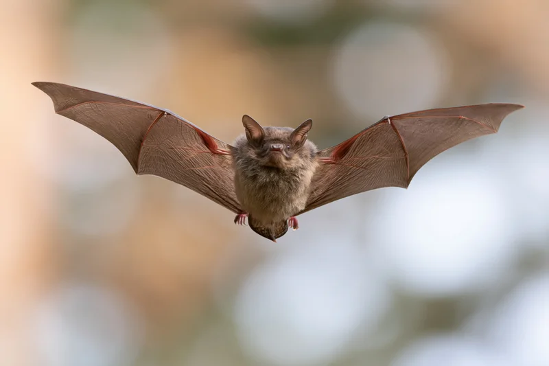 Small brown bat flying directly toward camera with wings spread in natural setting