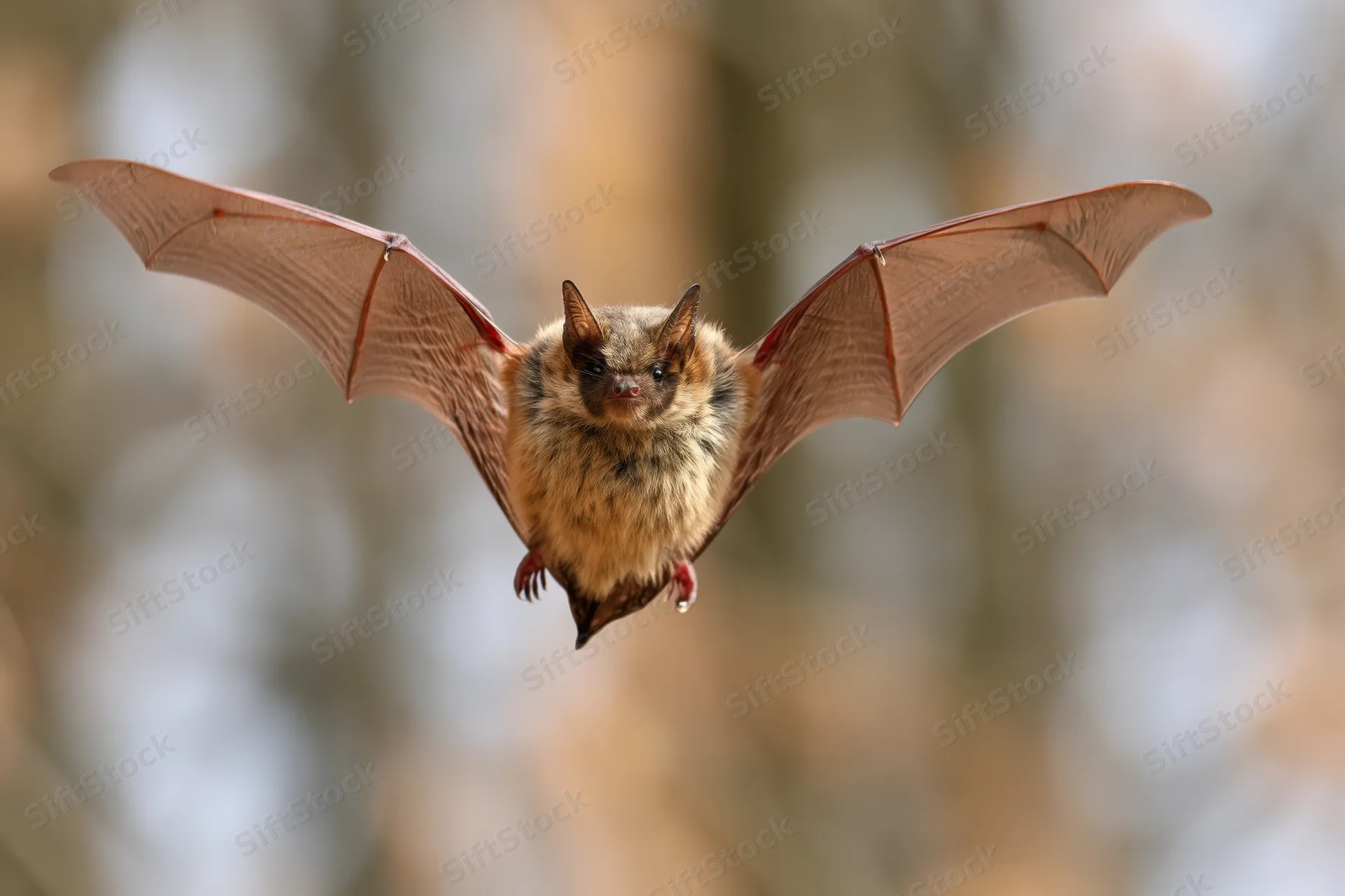 Small brown bat flying toward camera with wings spread in forest setting