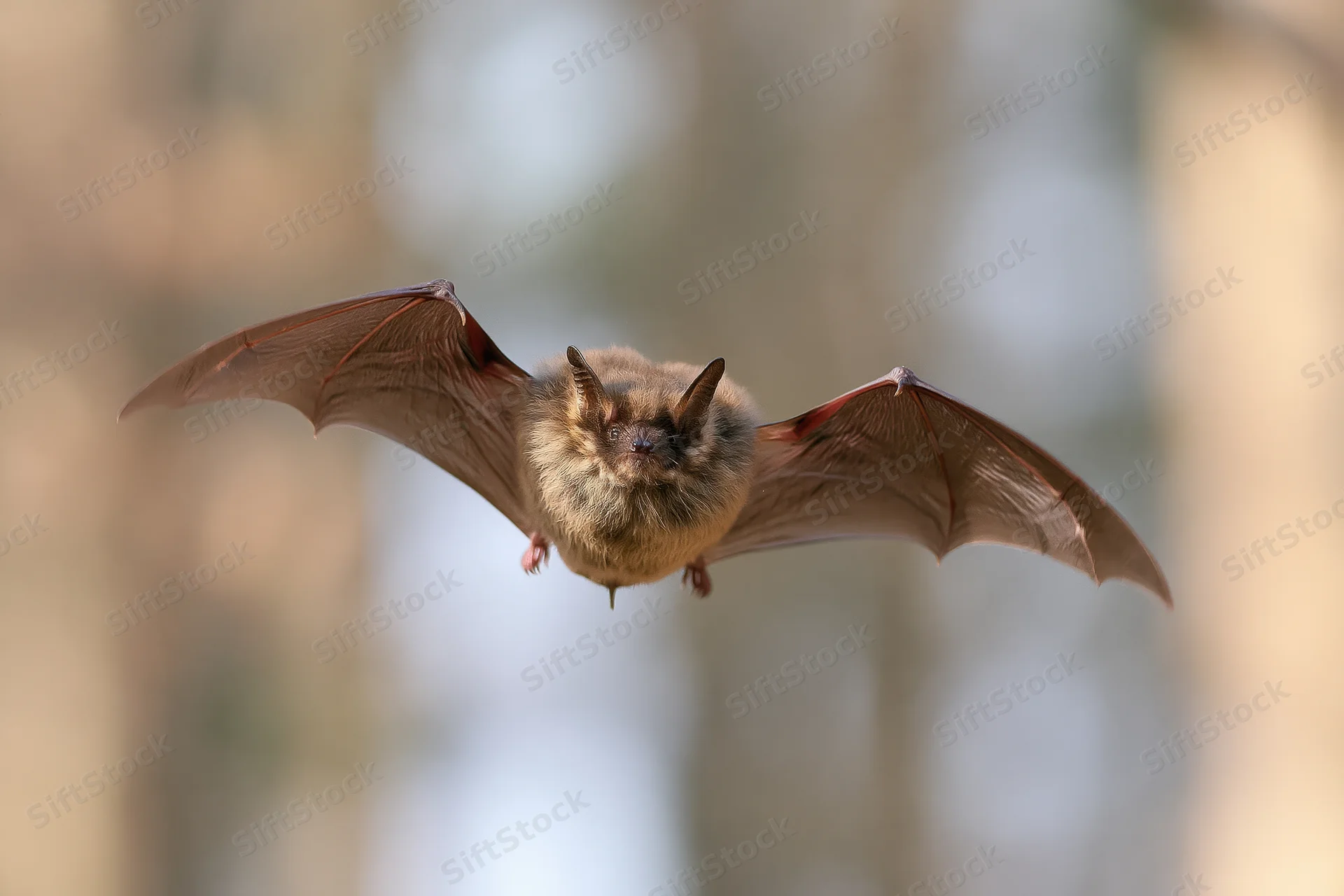 Small brown bat flying toward camera with wings spread in forest setting