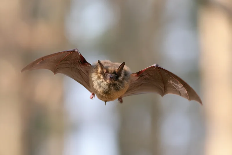 Small brown bat flying toward camera with wings spread in forest setting