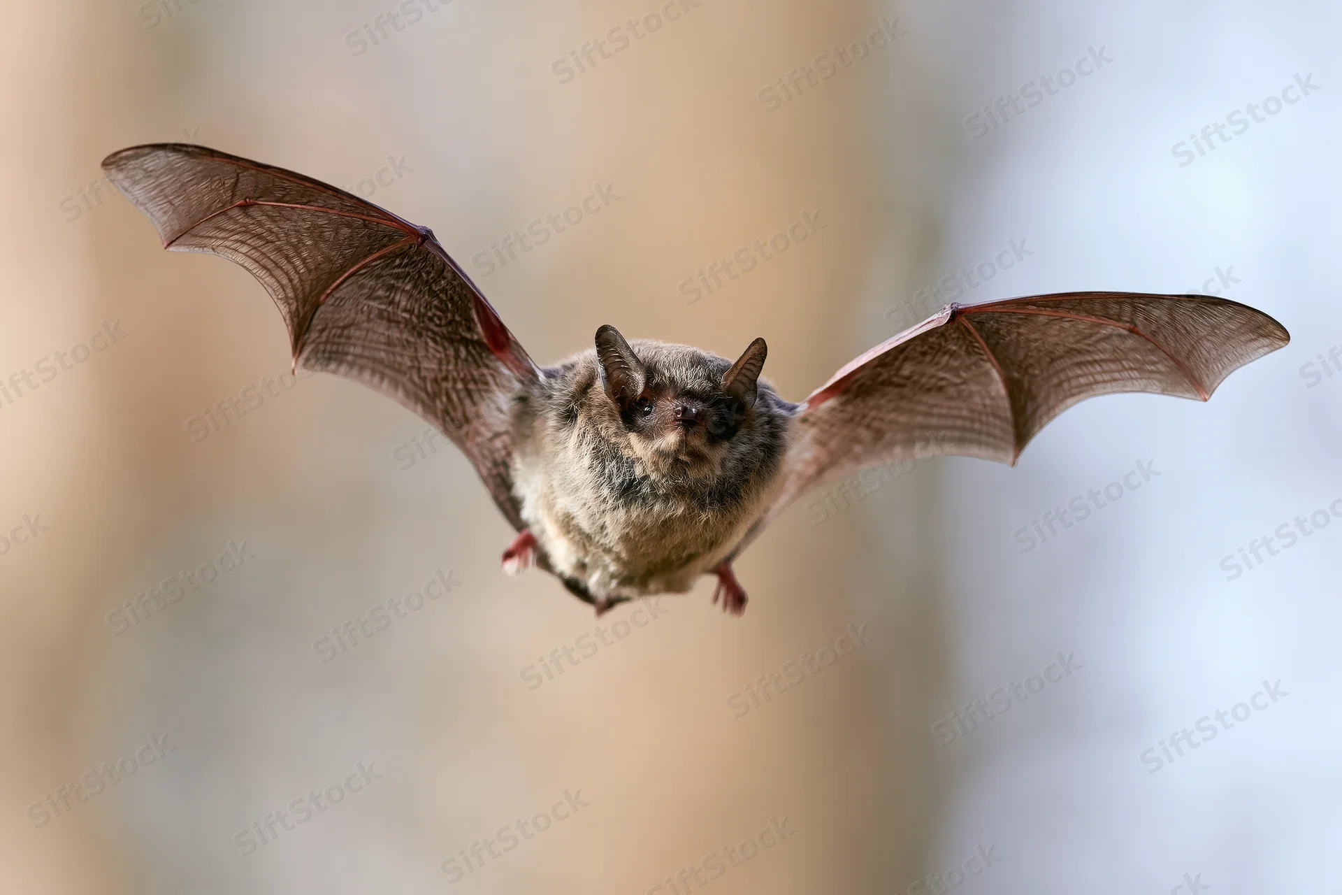 Small brown bat flying toward camera with wings spread in natural setting