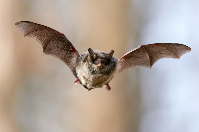 Small brown bat flying toward camera with wings spread in natural setting