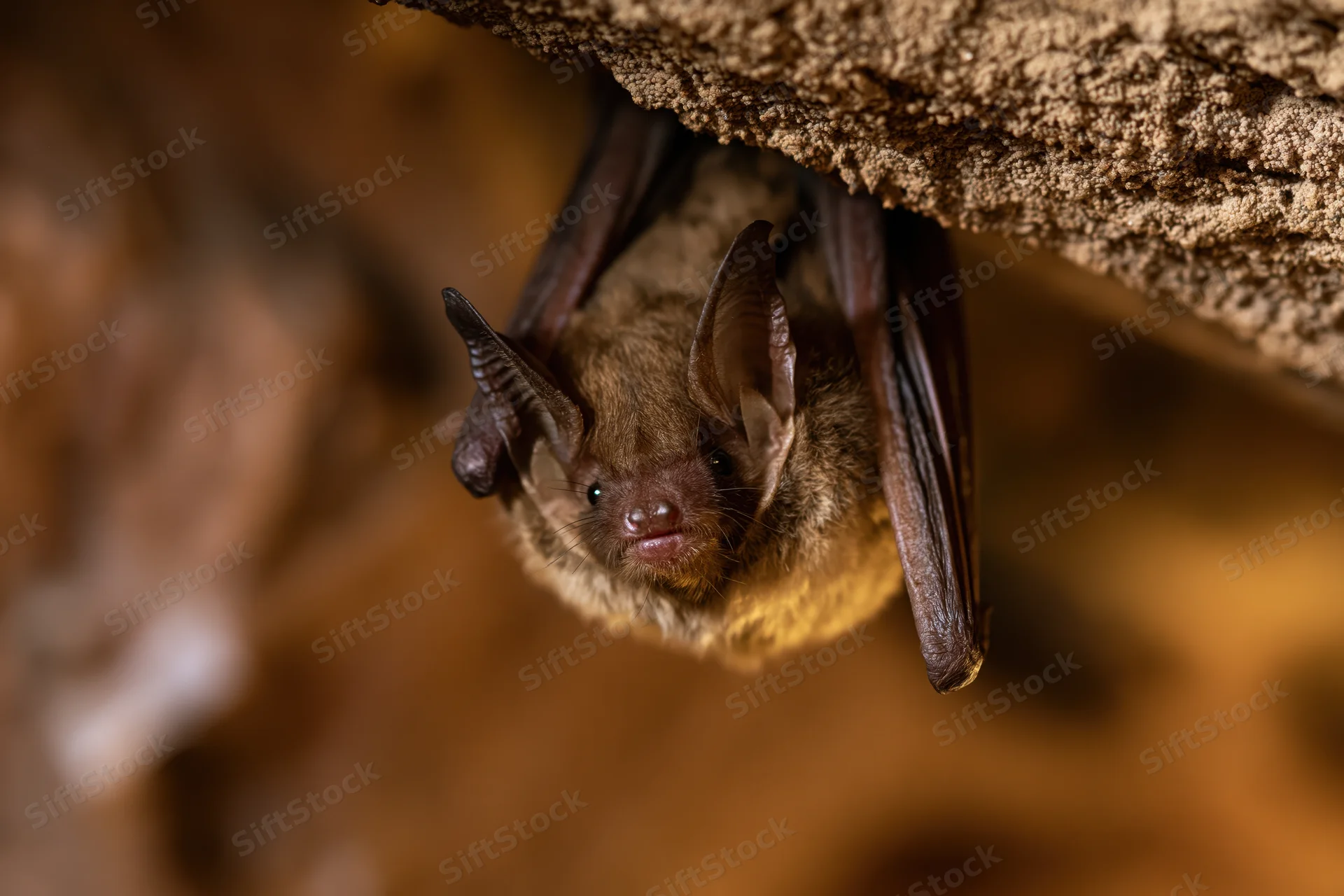 Small brown bat hanging upside down from rough cave ceiling
