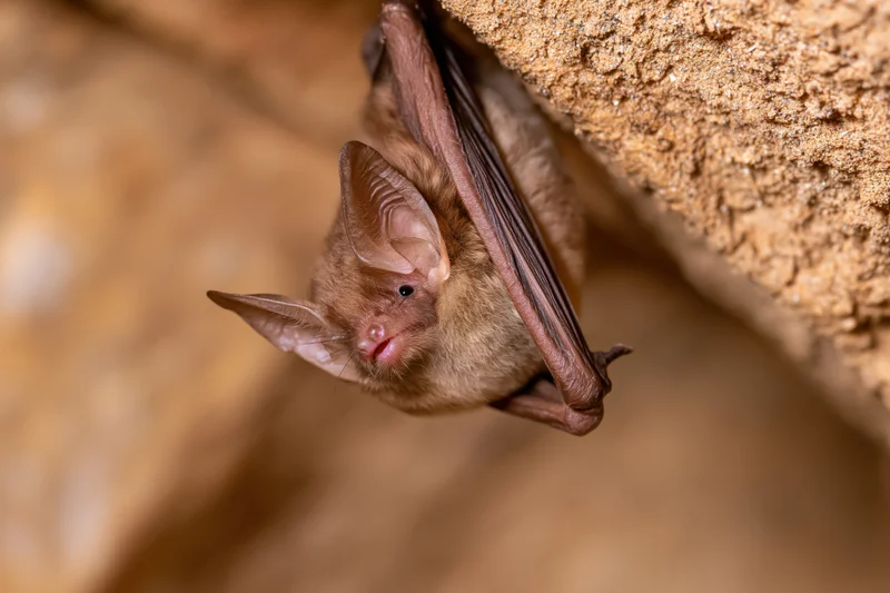 Small brown bat hanging upside down from rough cave ceiling