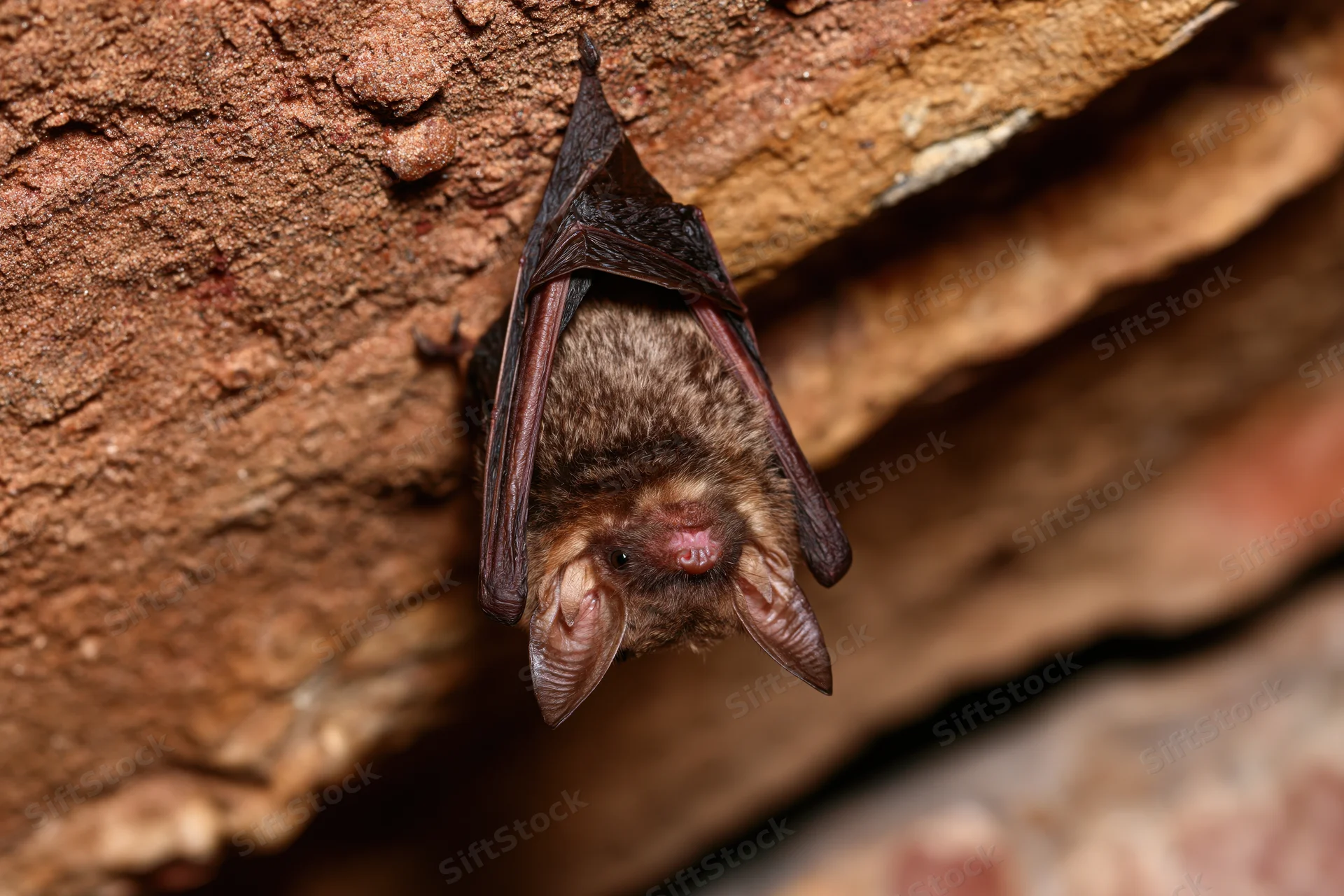 Small brown bat hanging upside down from rough cave ceiling