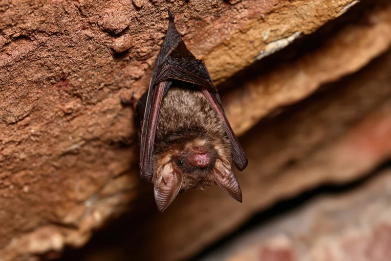 Small brown bat hanging upside down from rough cave ceiling