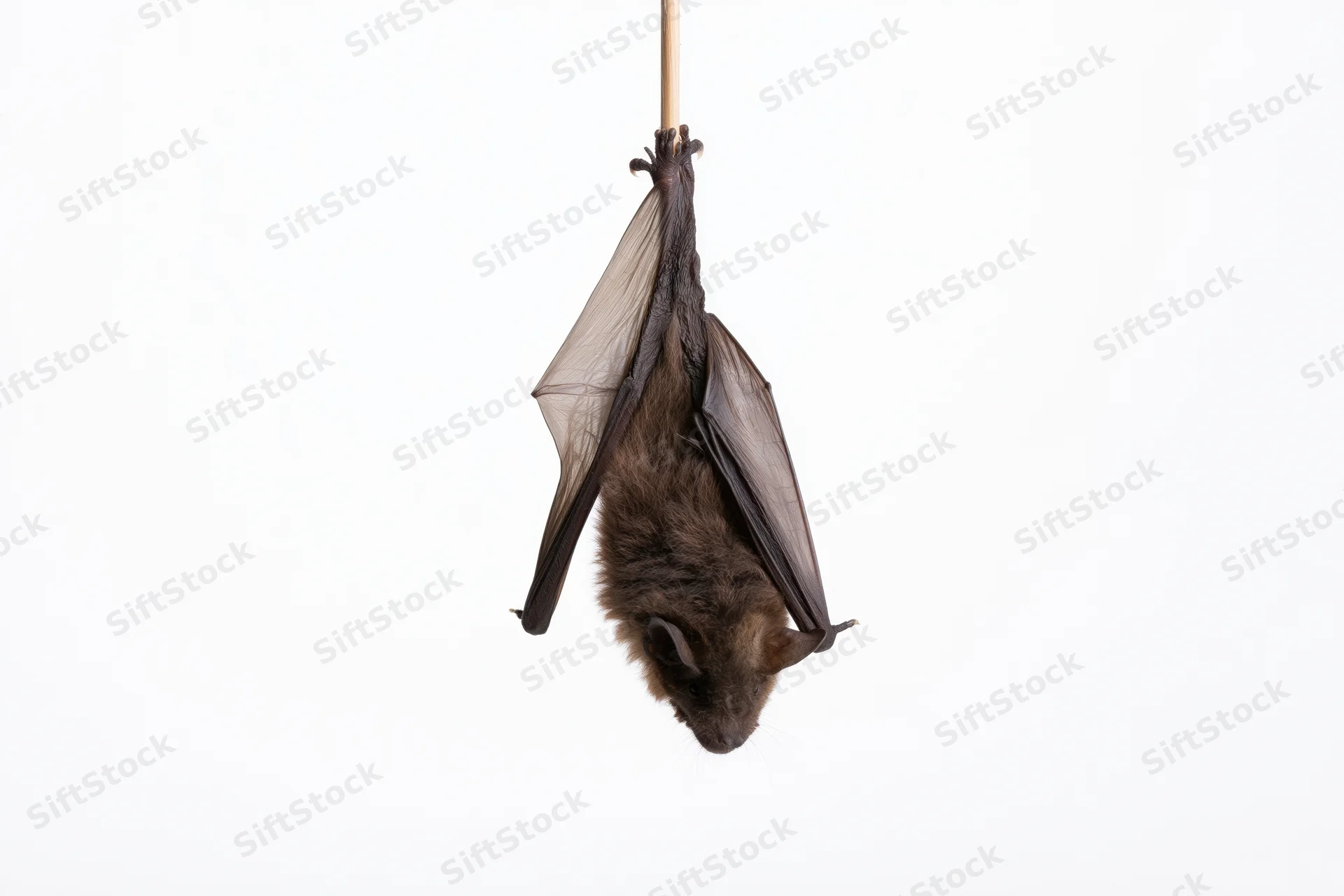 Small brown bat hanging upside down from a thin wooden dowel against white background