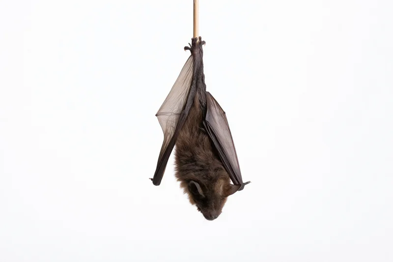 Small brown bat hanging upside down from a thin wooden dowel against white background