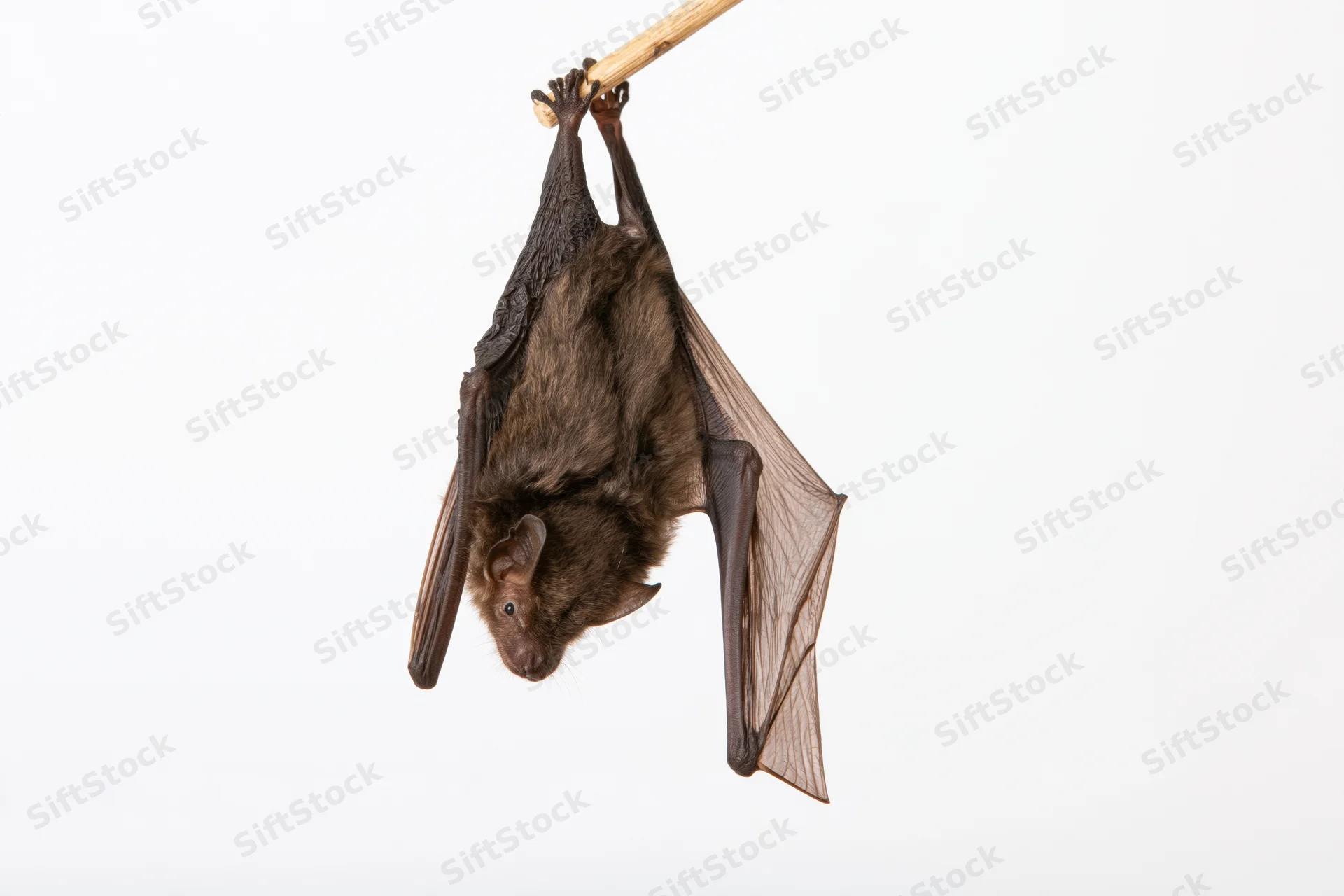Small brown bat hanging upside down from a wooden dowel against white background