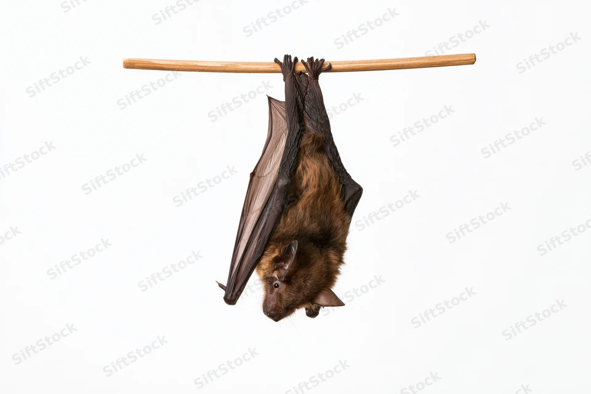 Small brown bat hanging upside down from a thin wooden dowel against white background