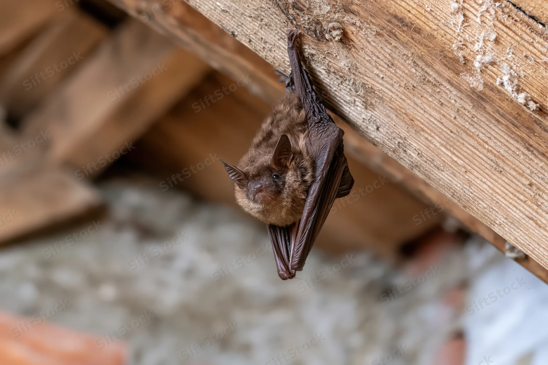 Small brown bat hanging upside down from wooden beam in attic space