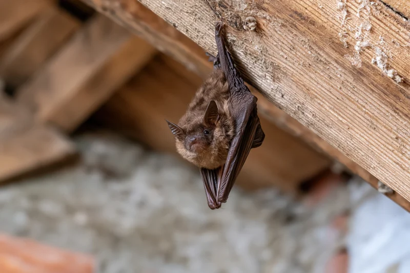 Small brown bat hanging upside down from wooden beam in attic space