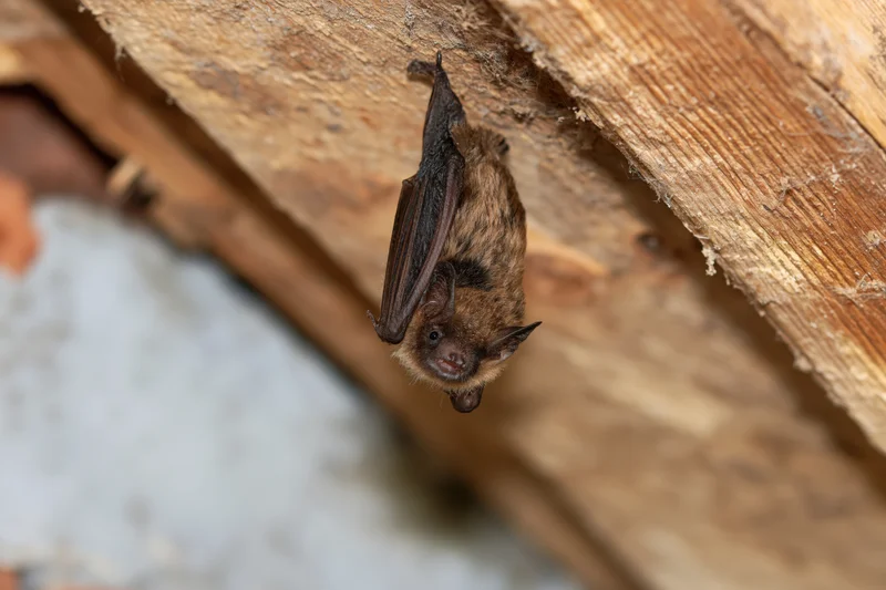 Small brown bat hanging upside down from wooden beam in attic