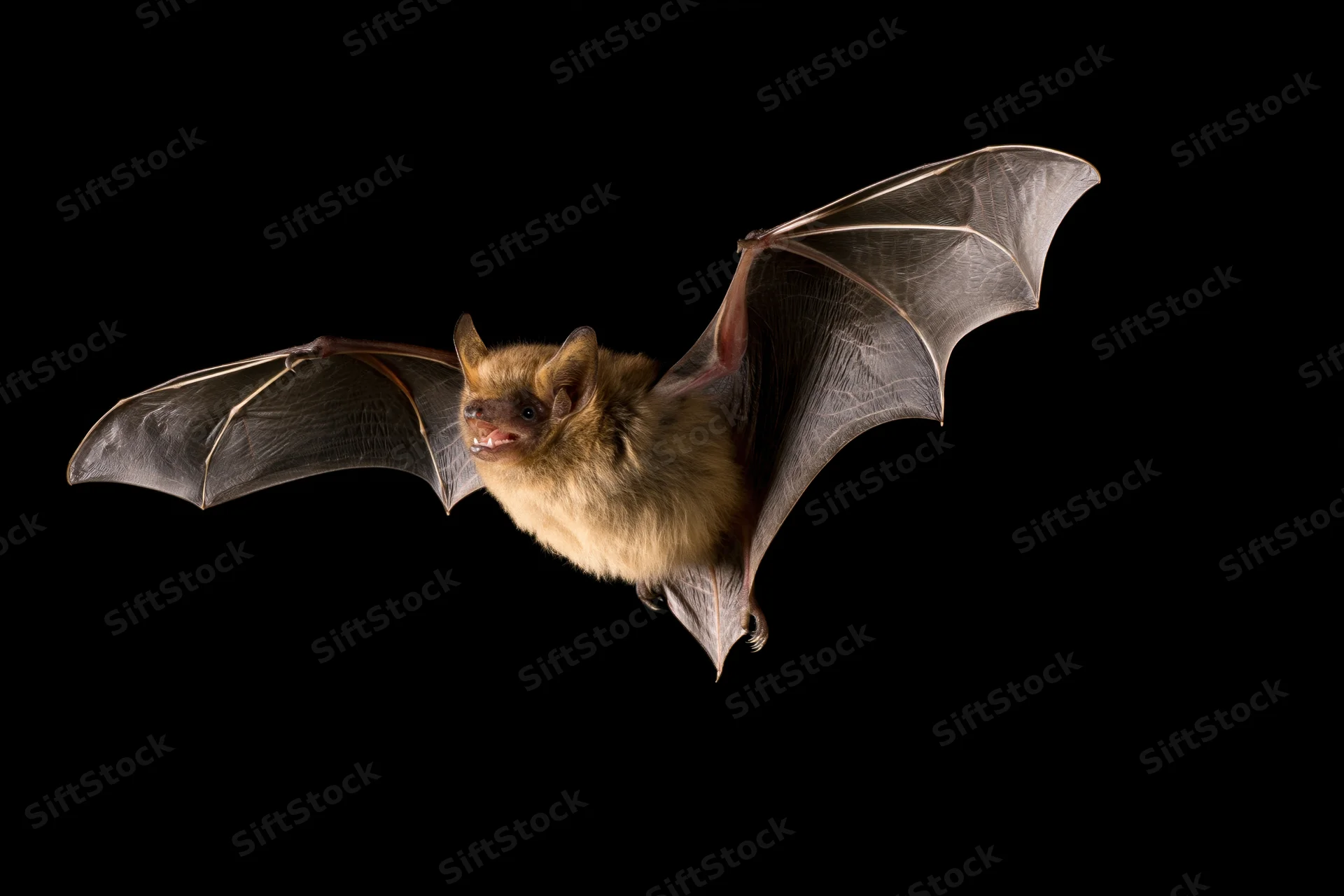 Small brown bat in mid-flight with wings spread against black background