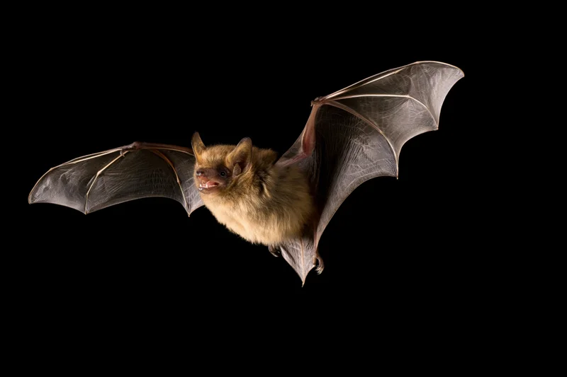 Small brown bat in mid-flight with wings spread against black background