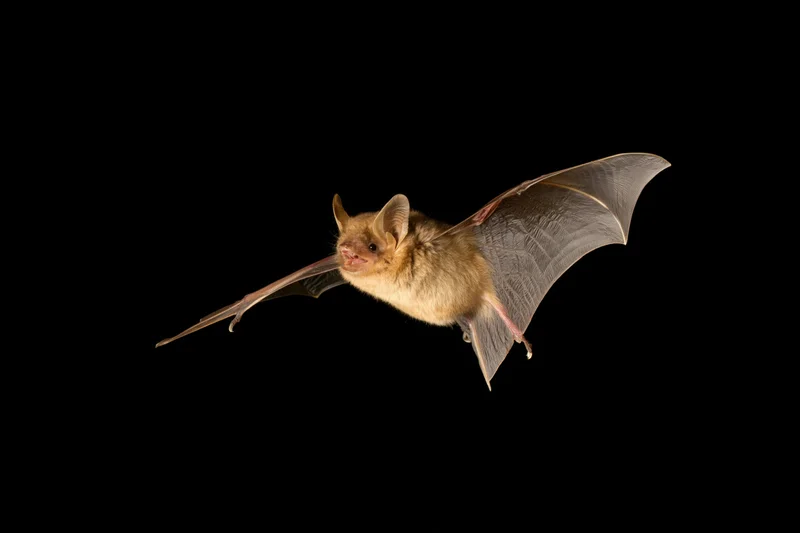 Small brown bat in mid-flight against a pure black background