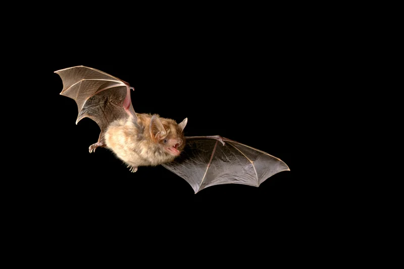 Small brown bat in mid-flight against a pure black background