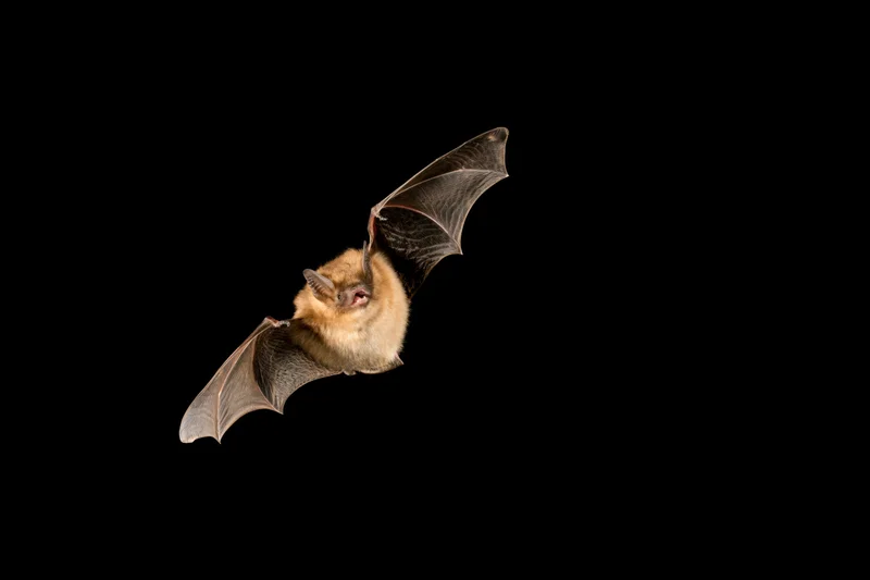 Small brown bat flying mid-air against a pure black background