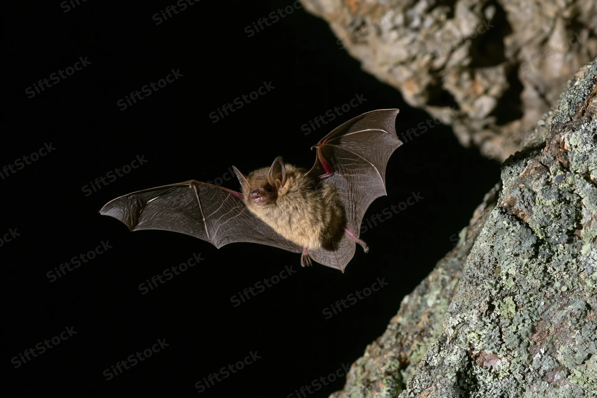 Small brown bat in mid-flight with wings extended near rocky cave entrance at night