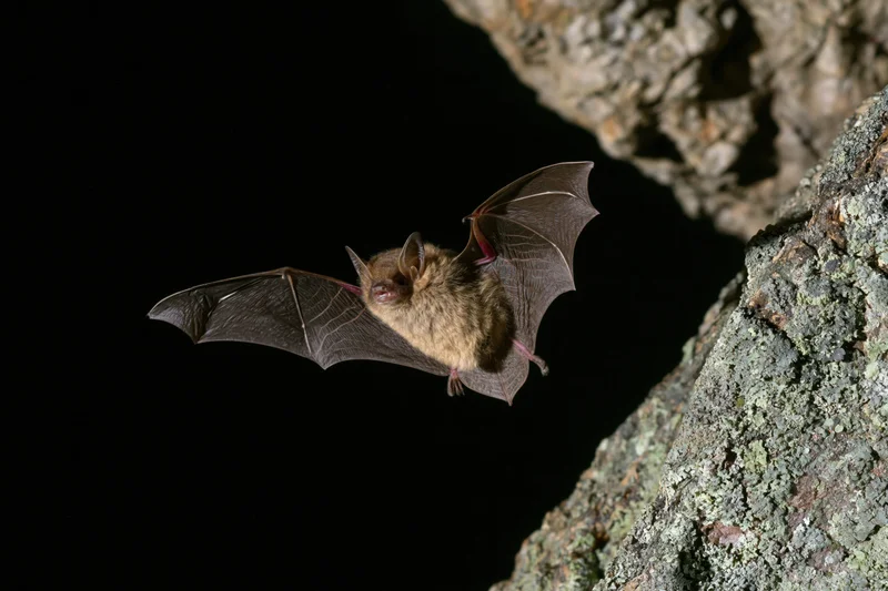 Small brown bat in mid-flight with wings extended near rocky cave entrance at night