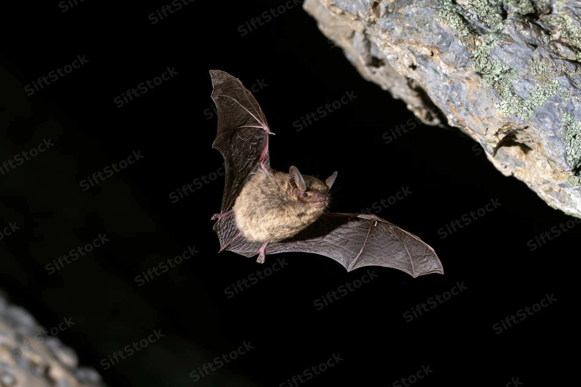 Small brown bat in mid-flight with wings extended near rocky cave entrance at night