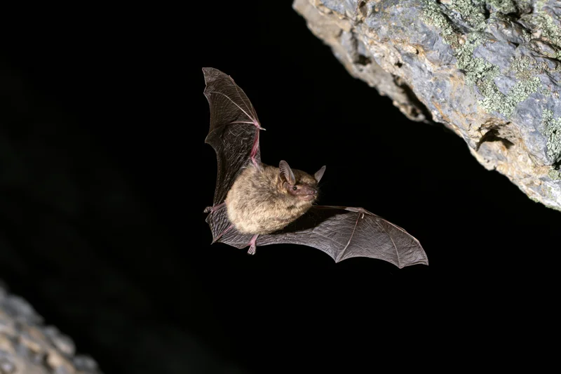 Small brown bat in mid-flight with wings extended near rocky cave entrance at night