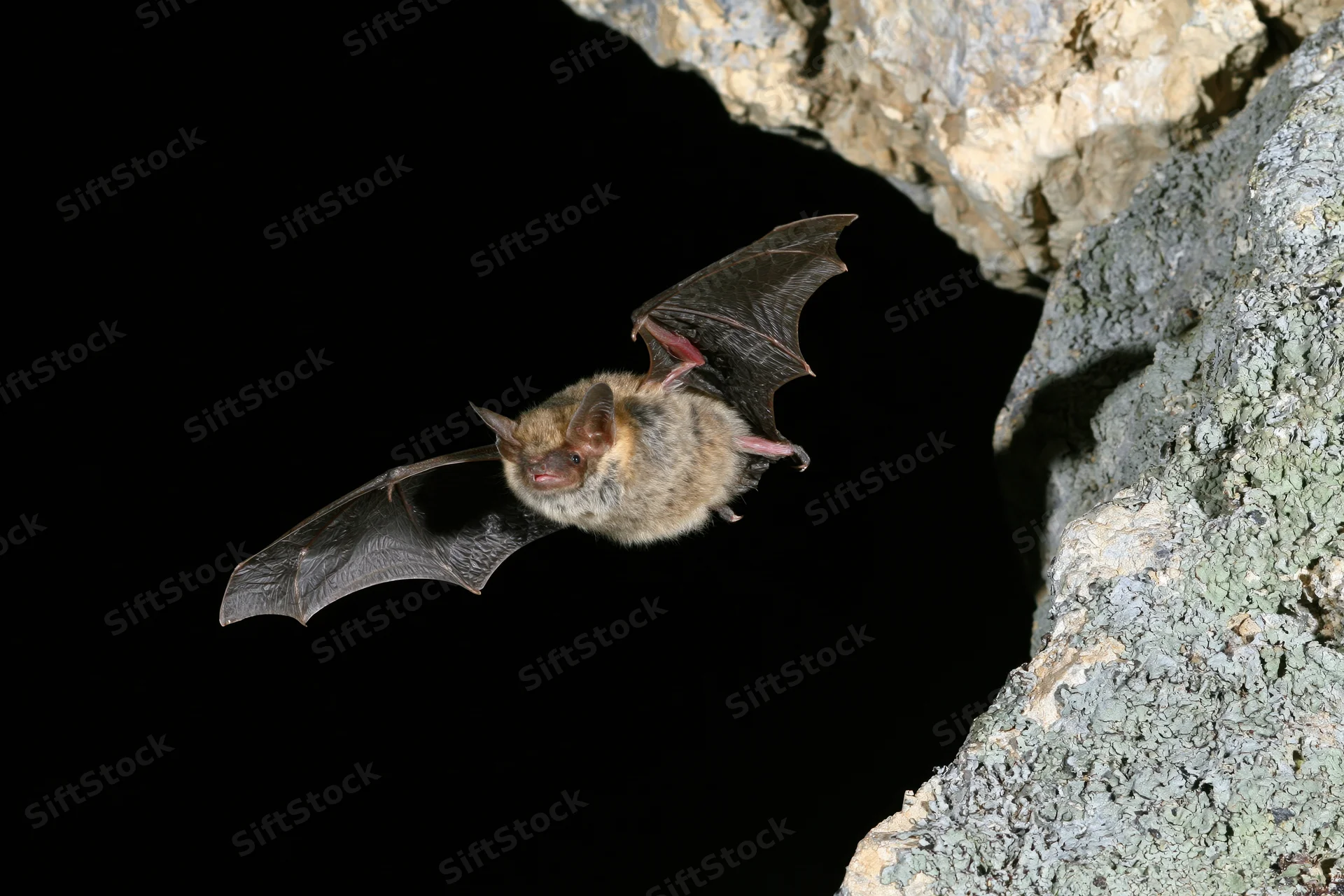 Small brown bat flying with wings extended near cave entrance at night