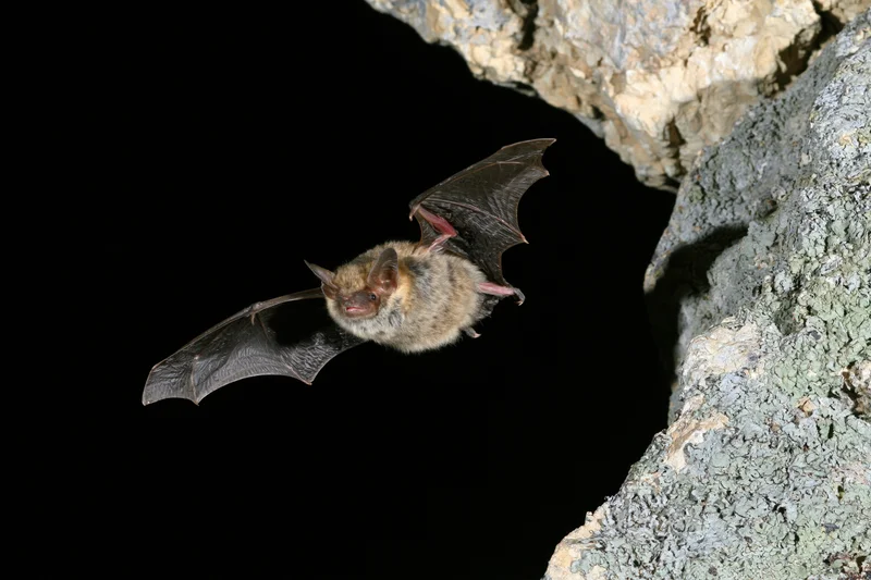 Small brown bat flying with wings extended near cave entrance at night