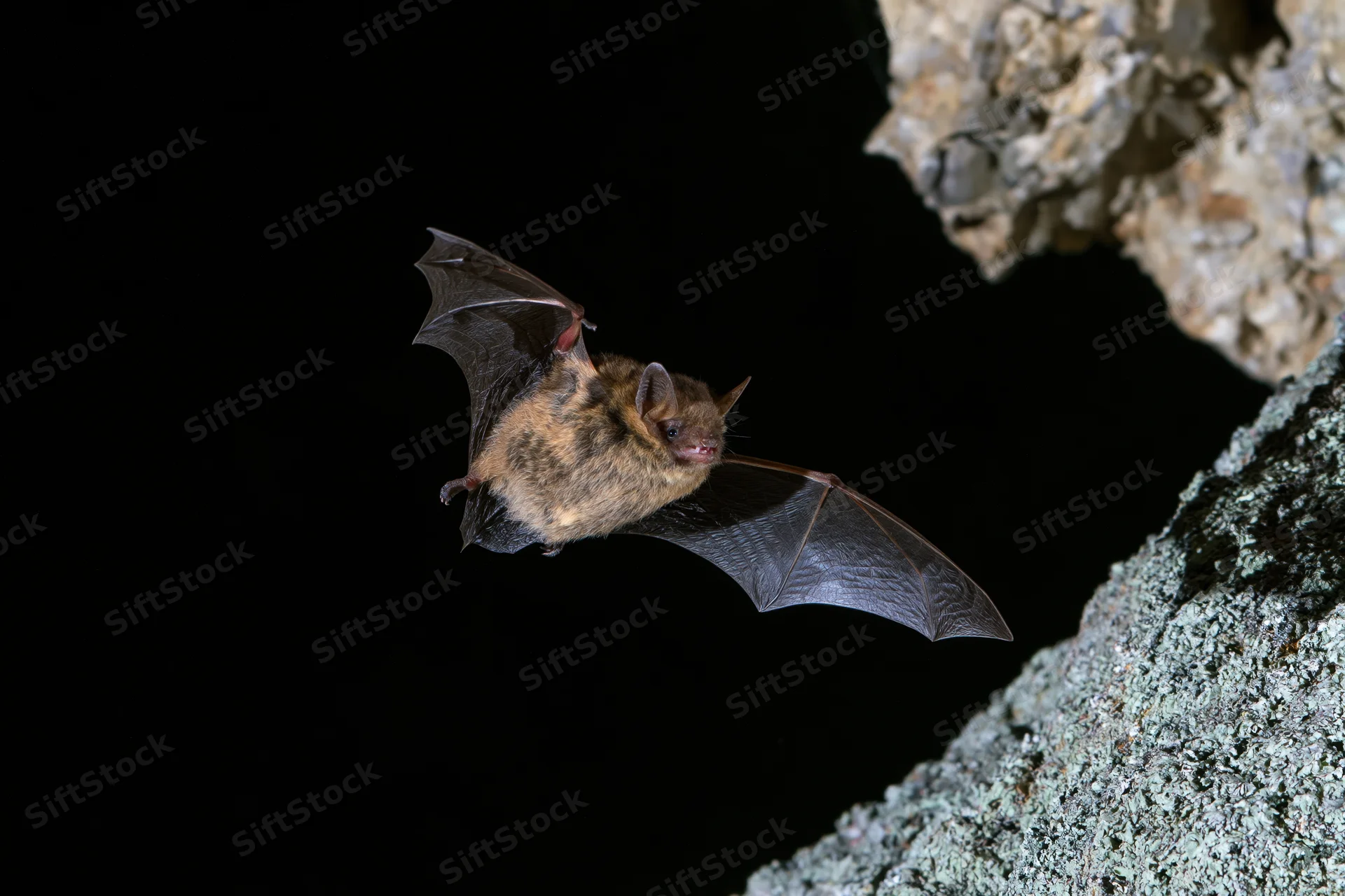Small brown bat in mid-flight with wings extended near cave rock formation at night