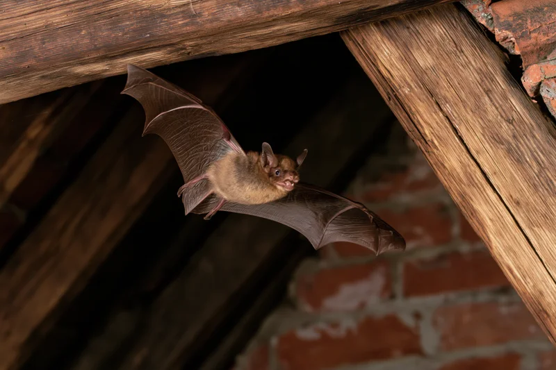 Small brown bat in mid-flight with wings extended under wooden roof beams in attic space