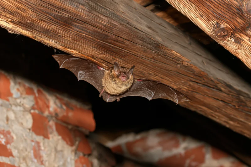 Small brown bat flying with wings extended under wooden roof beam in attic