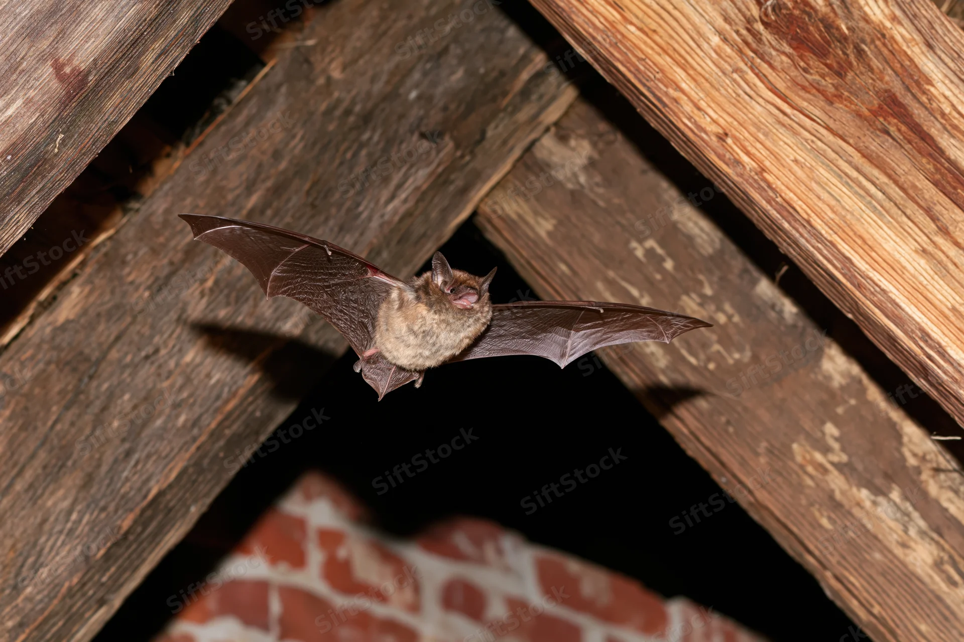 Small brown bat in mid-flight with wings extended under wooden attic beams