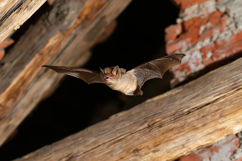 Small brown bat in mid-flight with wings extended emerging from a dark opening in a wooden attic structure
