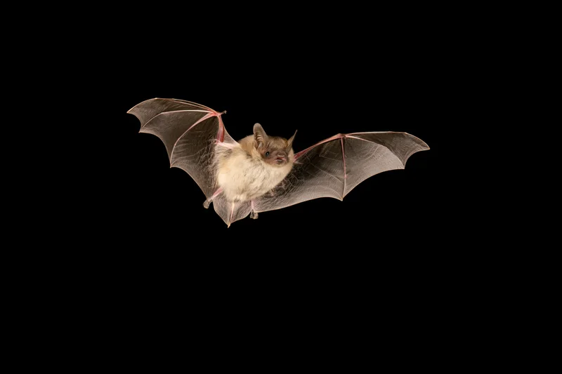 Small brown bat flying with wings fully extended against black background