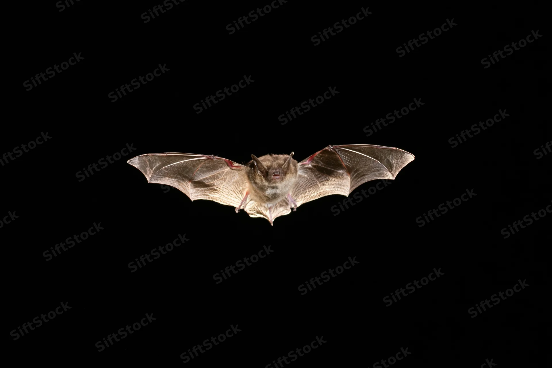 Small brown bat flying with wings fully extended against black background