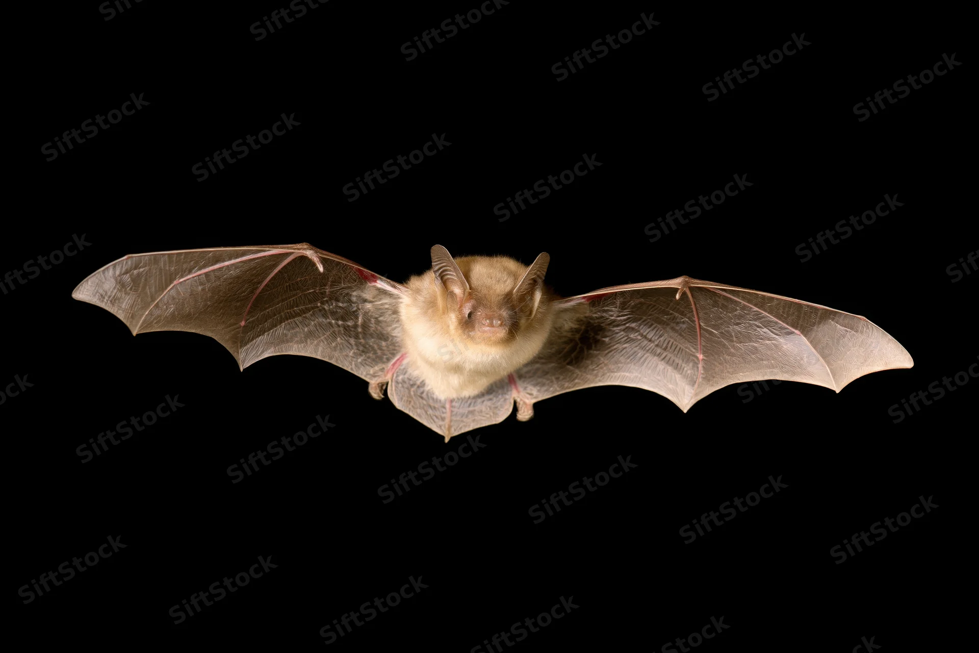 Small brown bat in midflight with wings fully extended against black background