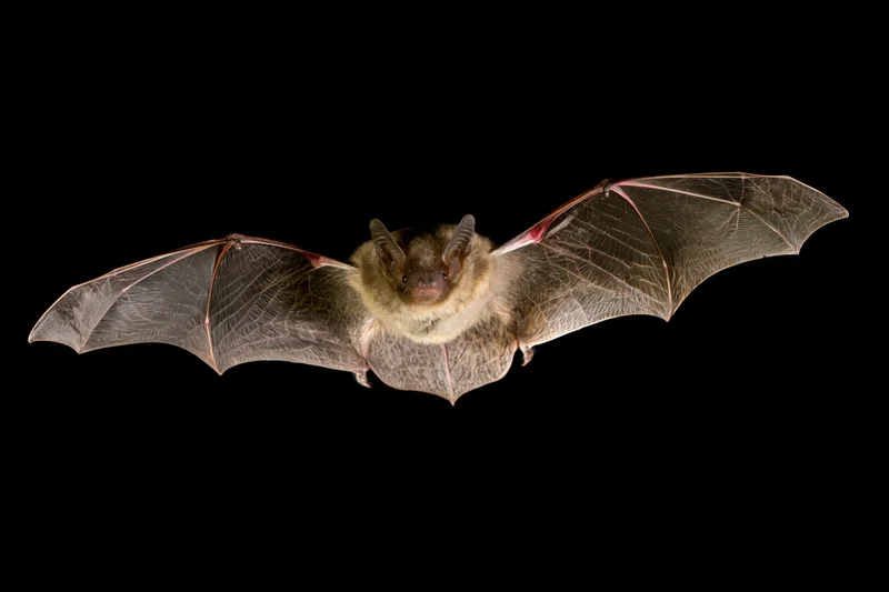 Small brown bat in mid-flight with wings fully extended against black background