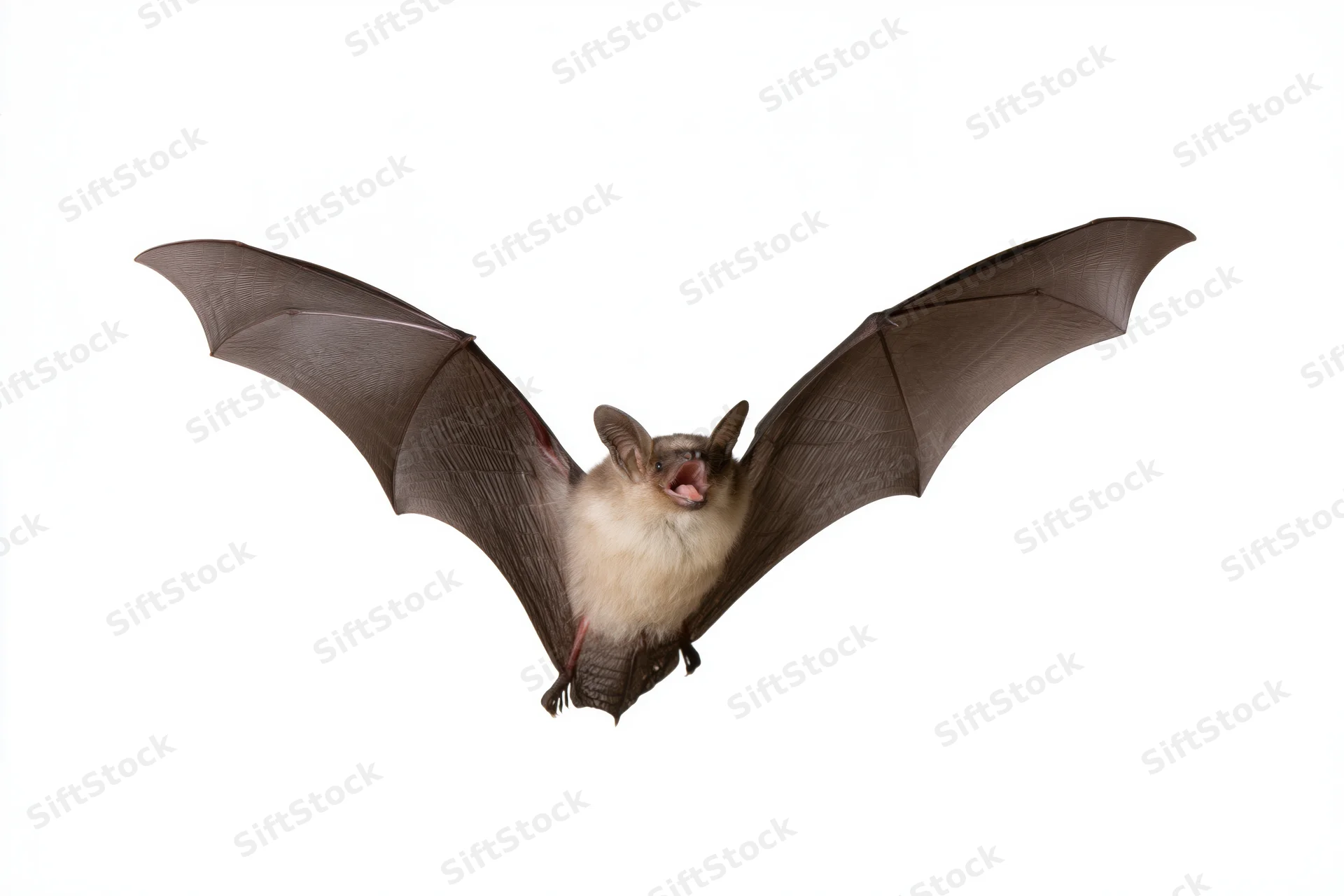 Small brown bat in mid-flight with wings fully extended against white background