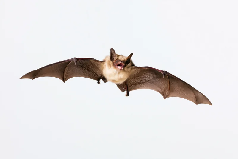 Bat flying with wings extended against white background