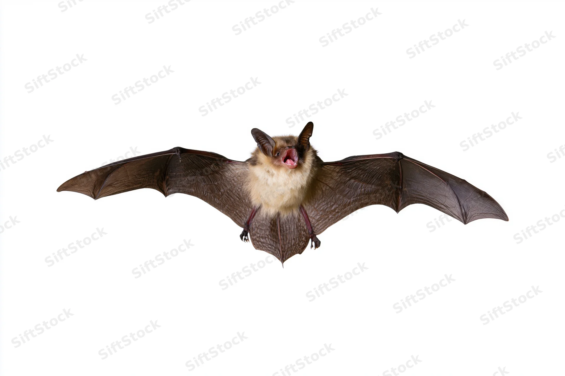 Bat in mid-flight with wings fully extended against white background