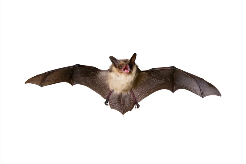 Bat in mid-flight with wings fully extended against white background