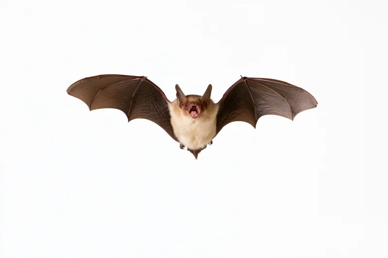 Small brown bat in mid-flight with wings fully extended against white background