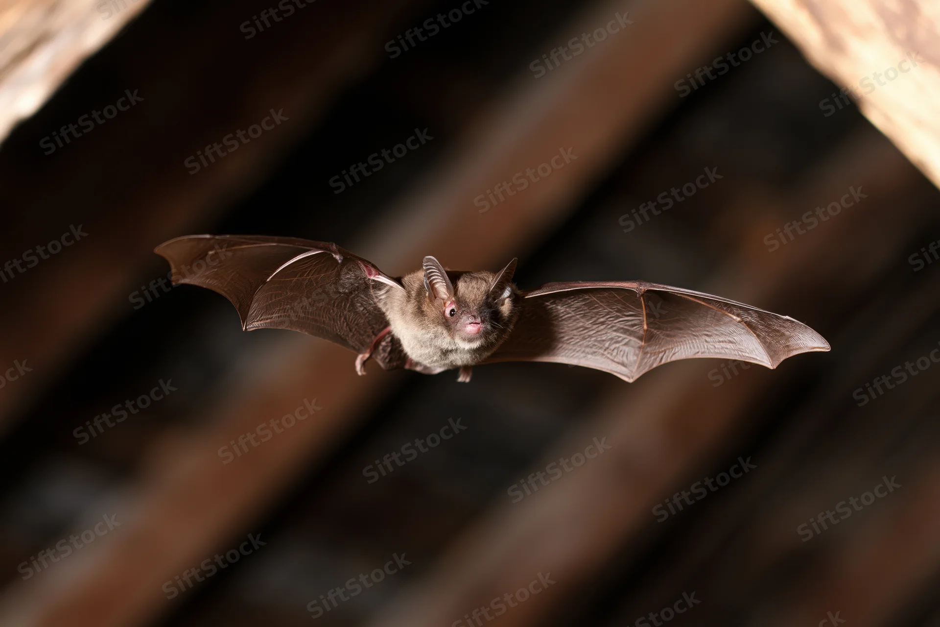 Small brown bat in mid-flight with wings fully spread inside a wooden attic space