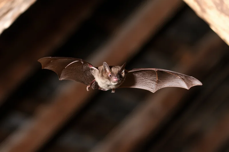 Small brown bat in mid-flight with wings fully spread inside a wooden attic space